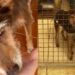 Após passar 13 anos esperando por um lar, cão mais antigo do abrigo é adotado e emociona cuidadores