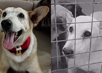 Cão passa 12 anos em abrigo e finalmente encontra um lar que muda sua vida para sempre