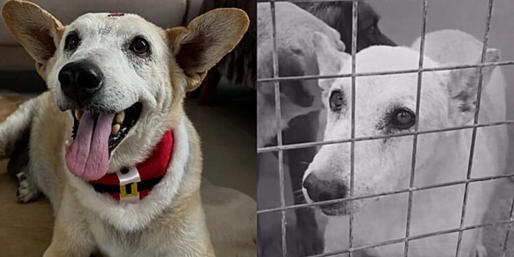 Cão passa 12 anos em abrigo e finalmente encontra um lar que muda sua vida para sempre