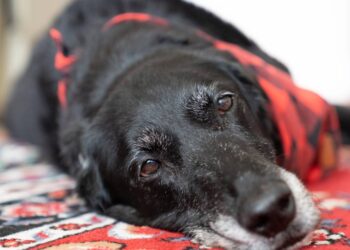 Após enchentes no RS cão de 20 anos surpreende com força e vontade de viver