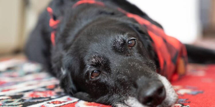 Após enchentes no RS cão de 20 anos surpreende com força e vontade de viver