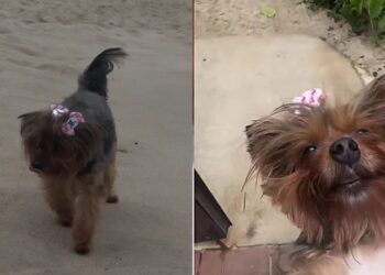 Após ficar doentinha Yorkshire de 13 anos vive momento emocionante com a família