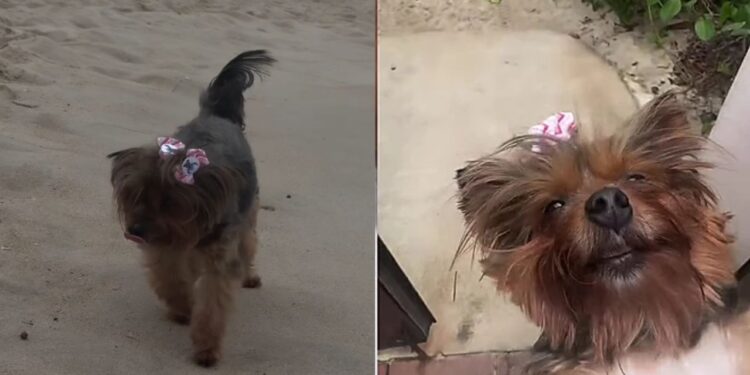 Após ficar doentinha Yorkshire de 13 anos vive momento emocionante com a família