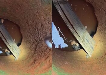 Pitbull resgatada emociona ao abraçar voluntário após ser salva