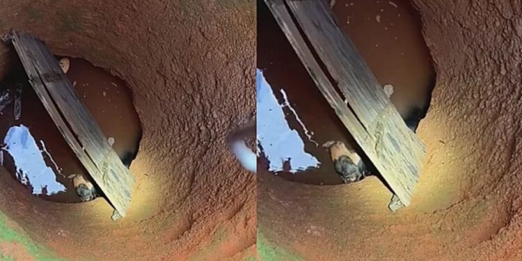 Pitbull resgatada emociona ao abraçar voluntário após ser salva