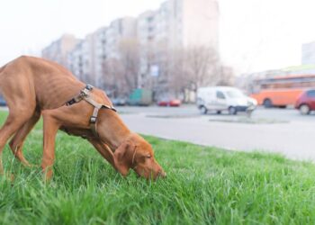 Cachorrinha some por segundos e mobiliza vizinhos e redes sociais até voltar para casa