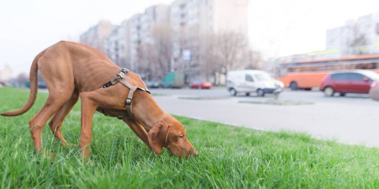 Cachorrinha some por segundos e mobiliza vizinhos e redes sociais até voltar para casa
