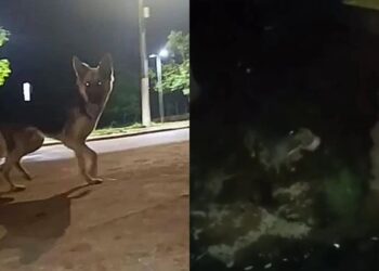 Cachorro pede socorro desesperadamente para salvar amigo pitbull de afogamento em córrego