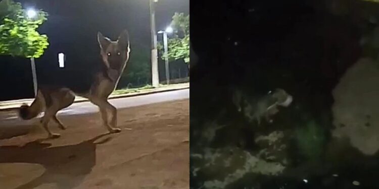 Cachorro pede socorro desesperadamente para salvar amigo pitbull de afogamento em córrego