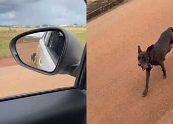 Voluntária “rapta” filhotes e consegue resgatar cadela de rua em situação crítica