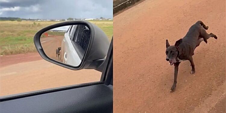Voluntária “rapta” filhotes e consegue resgatar cadela de rua em situação crítica