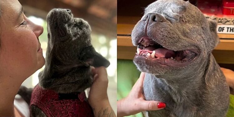 Cadelinha perde a visão, mas surpreende ao transformar a vida da família com sua adaptação emocionante