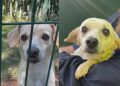 Cão esquecido em abrigo ganha nova chance após apelo emocionante