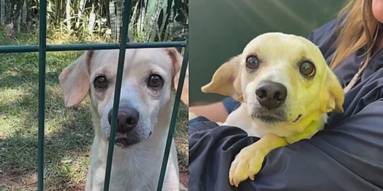 Cão esquecido em abrigo ganha nova chance após apelo emocionante