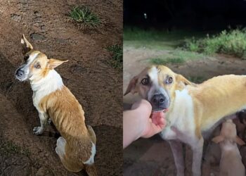 Cadela magra protege filhotes em estrada e emociona ao ser encontrada no Acre