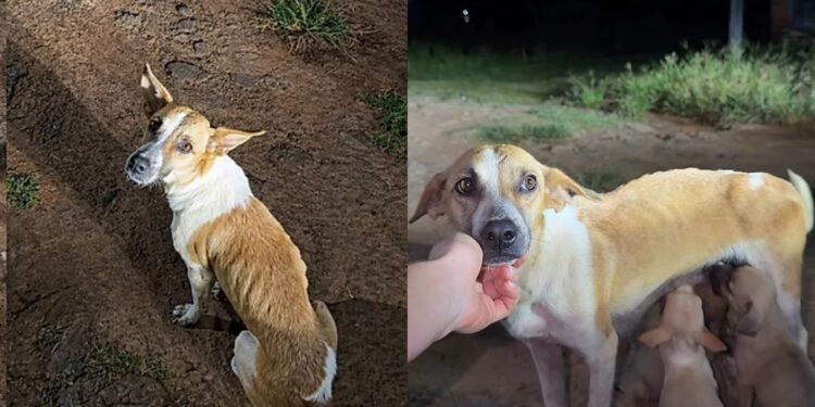 Cadela magra protege filhotes em estrada e emociona ao ser encontrada no Acre