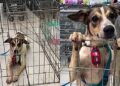 Após ser adotado, cachorro é devolvido e espera nova chance em abrigo