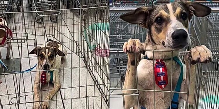 Após ser adotado, cachorro é devolvido e espera nova chance em abrigo