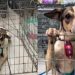 Após ser adotado, cachorro é devolvido e espera nova chance em abrigo