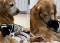 Cachorro mais velho que não aceitava outros animais surpreende após chegada de filhote