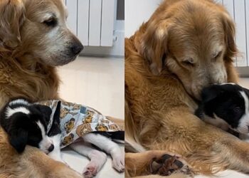 Cachorro mais velho que não aceitava outros animais surpreende após chegada de filhote