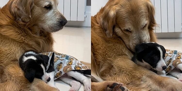 Cachorro mais velho que não aceitava outros animais surpreende após chegada de filhote