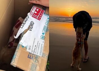 Após ser abandonada no Natal, cadela emociona após gesto inesperado