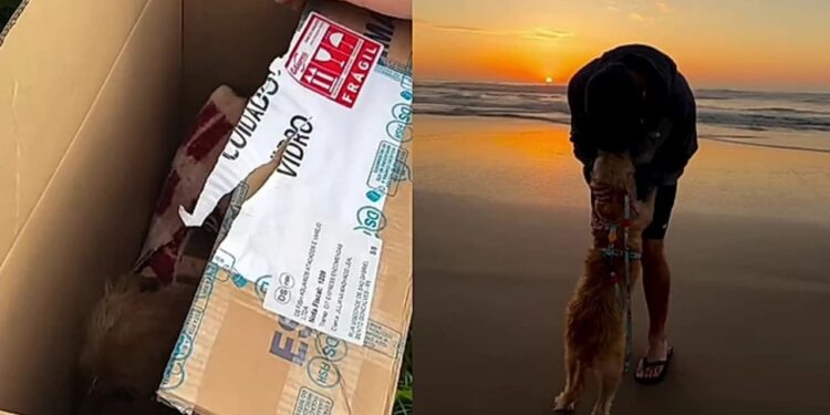 Após ser abandonada no Natal, cadela emociona após gesto inesperado