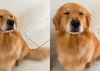 Cachorra é “demitida” após exagerar no carinho e reação viral levanta debate