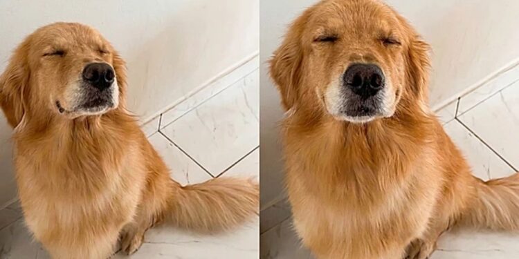 Cachorra é “demitida” após exagerar no carinho e reação viral levanta debate