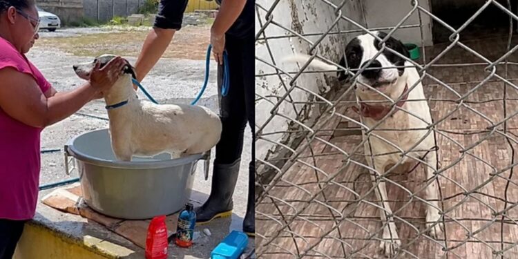 Cadelinha carinhosa fica sozinha em abrigo após ver último companheiro ser adotado e comove a web