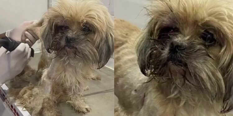 Cadela escolhe portão de casa para ser resgatada e transforma vida de família há três anos