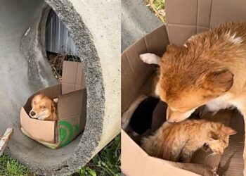 Cadela de rua enfrenta frio intenso para proteger filhotes e adota gatinho abandonado