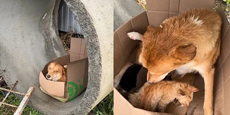 Cadela de rua enfrenta frio intenso para proteger filhotes e adota gatinho abandonado