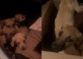 Filhotes são encontrados chorando dentro de caixa à beira da estrada e cena emociona