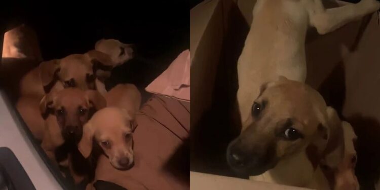 Filhotes são encontrados chorando dentro de caixa à beira da estrada e cena emociona