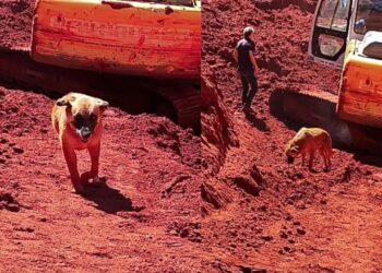 Cachorrinha espera no mesmo lugar onde tutora foi encontrada e emociona moradores em Bauru