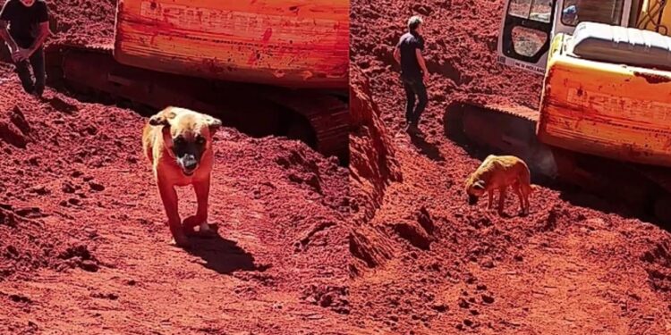 Cachorrinha espera no mesmo lugar onde tutora foi encontrada e emociona moradores em Bauru