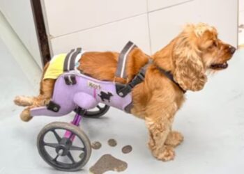 Estudantes de engenharia criam cadeiras de rodas impressas em 3D para cães com paralisia