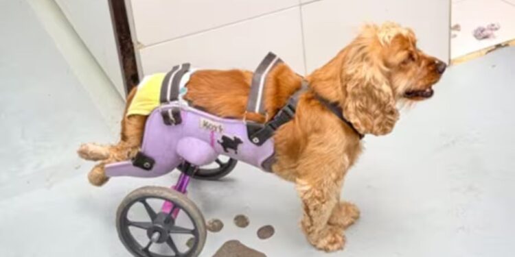 Estudantes de engenharia criam cadeiras de rodas impressas em 3D para cães com paralisia