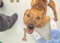 Estudantes de engenharia criam cadeiras de rodas impressas em 3D para cães com paralisia