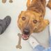 Estudantes de engenharia criam cadeiras de rodas impressas em 3D para cães com paralisia