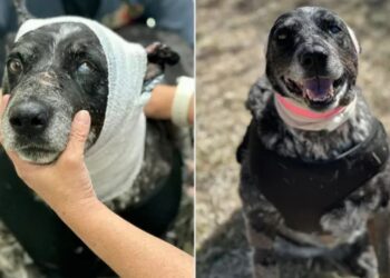Cadela de 12 anos enfrenta urso para defender fazenda e sobrevive contra todas as chances