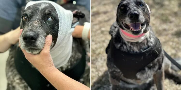 Cadela de 12 anos enfrenta urso para defender fazenda e sobrevive contra todas as chances