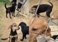 Resgate histórico retira mais de 100 cães e gatos de condições críticas em Boyacá