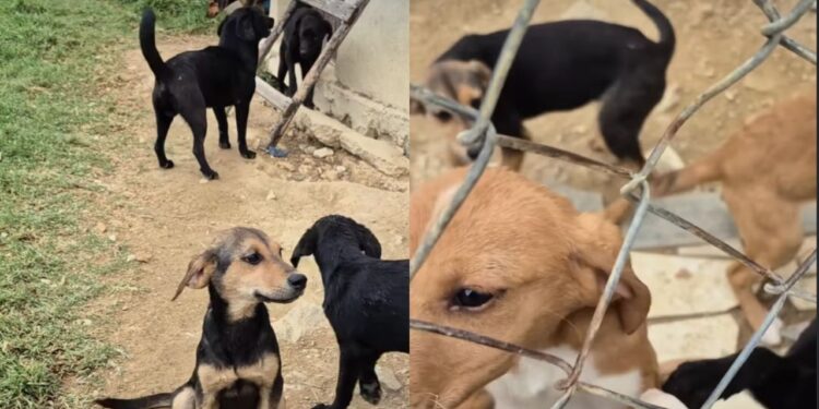 Resgate histórico retira mais de 100 cães e gatos de condições críticas em Boyacá