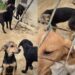 Resgate histórico retira mais de 100 cães e gatos de condições críticas em Boyacá