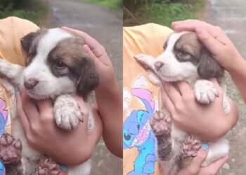 Eles voltaram ao ponto da estrada e fizeram um resgate que mudou a vida de cinco filhotes