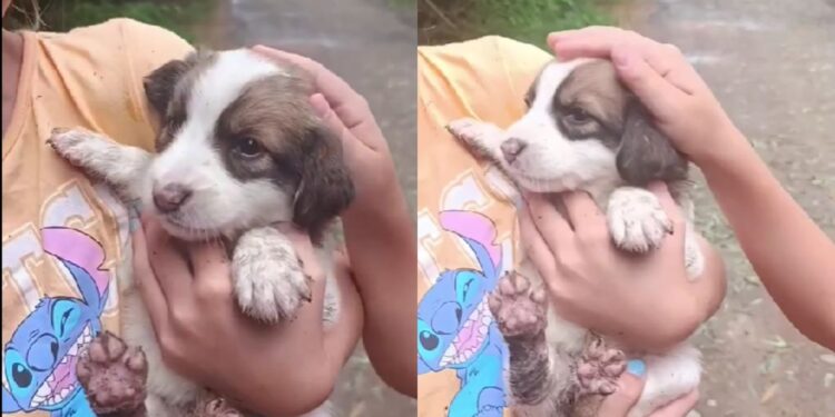 Eles voltaram ao ponto da estrada e fizeram um resgate que mudou a vida de cinco filhotes