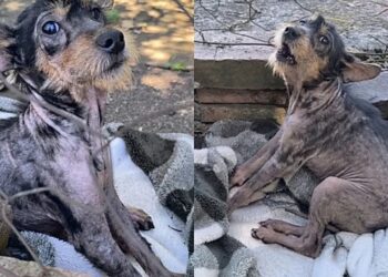 Ninguém queria esse cachorrinho até que um resgate mudou tudo de forma emocionante